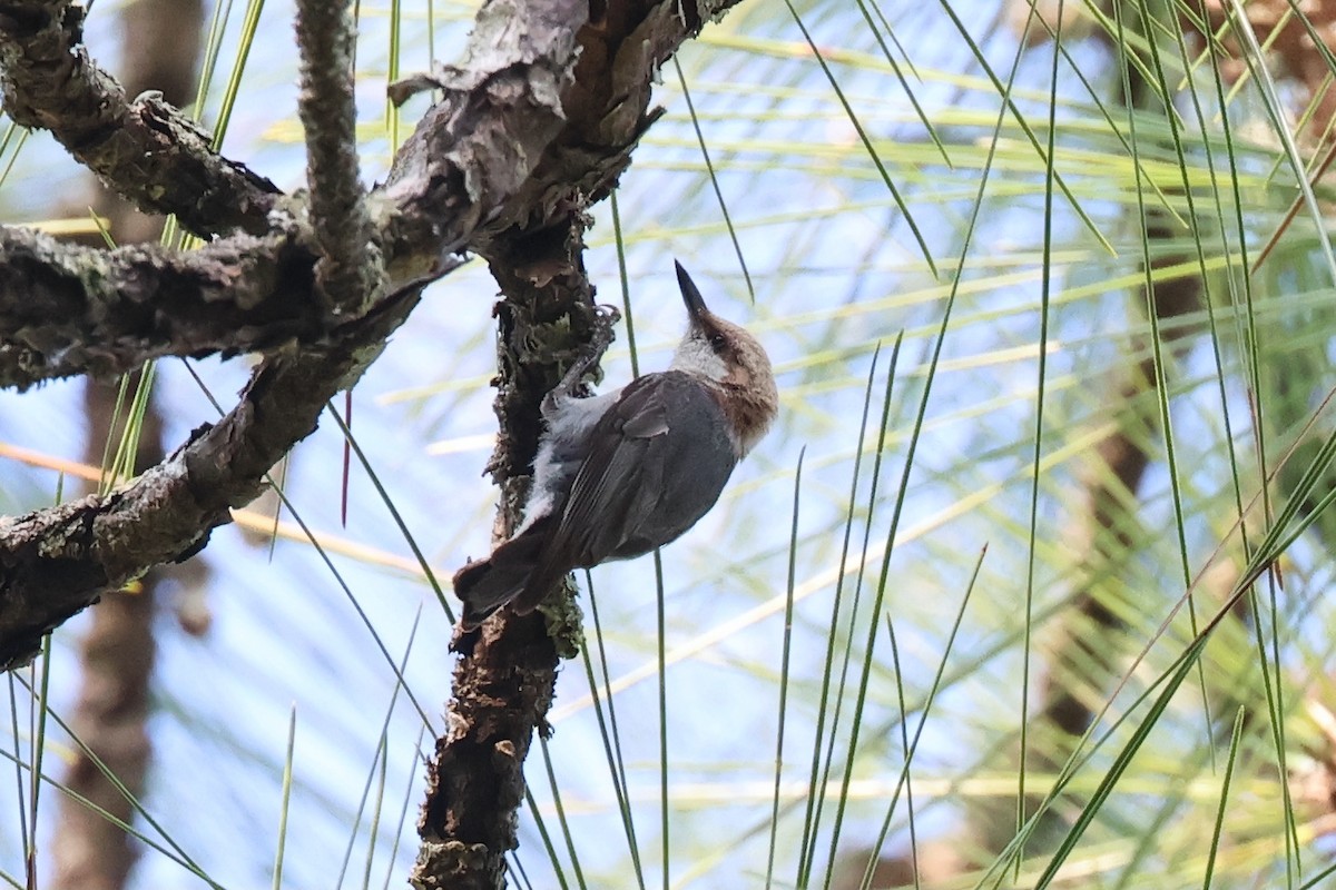 Brown-headed Nuthatch - ML619665271