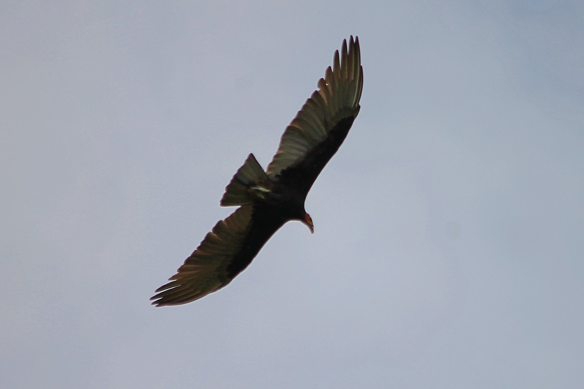 Lesser Yellow-headed Vulture - ML619665272