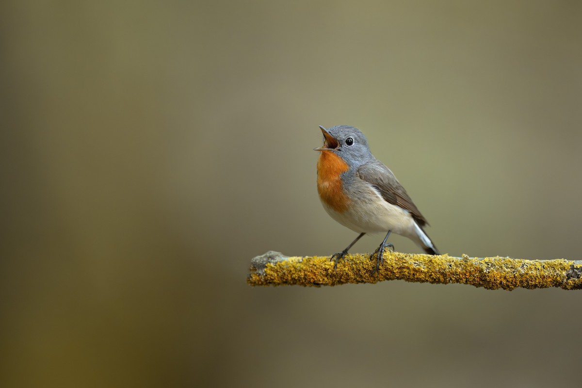 Red-breasted Flycatcher - ML619665311