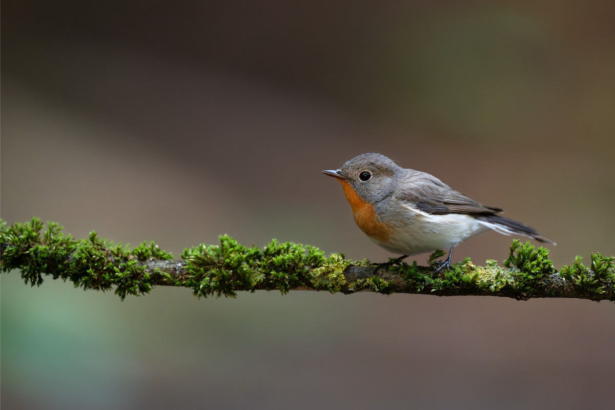 Red-breasted Flycatcher - ML619665315