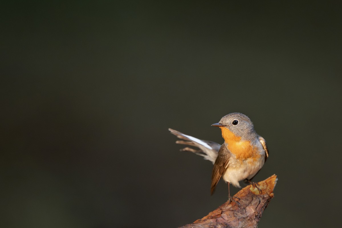 Red-breasted Flycatcher - ML619665317