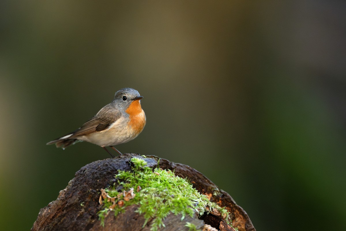 Red-breasted Flycatcher - ML619665323