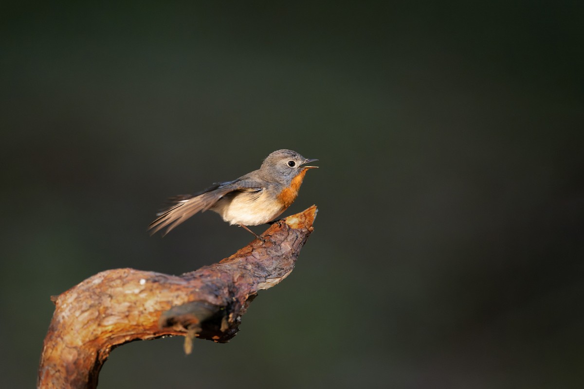 Red-breasted Flycatcher - ML619665324