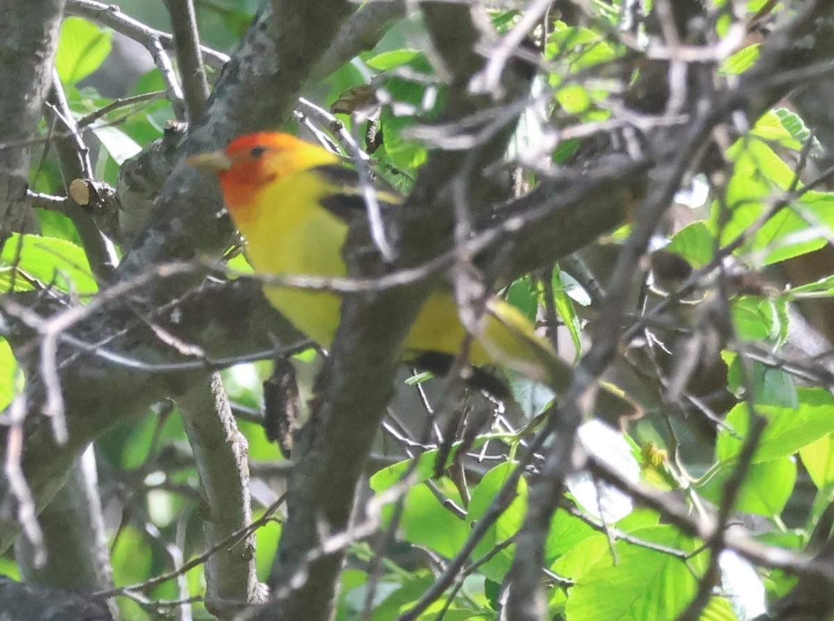Western Tanager - ML619665330