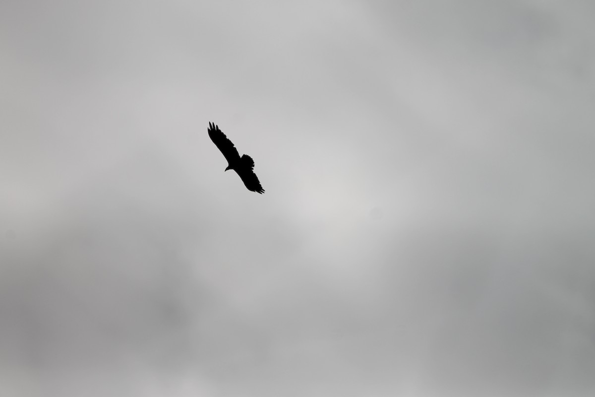 Black Vulture - ML619665331
