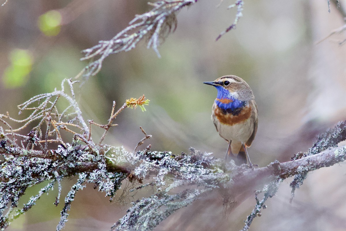 Bluethroat (Red-spotted) - ML619665337