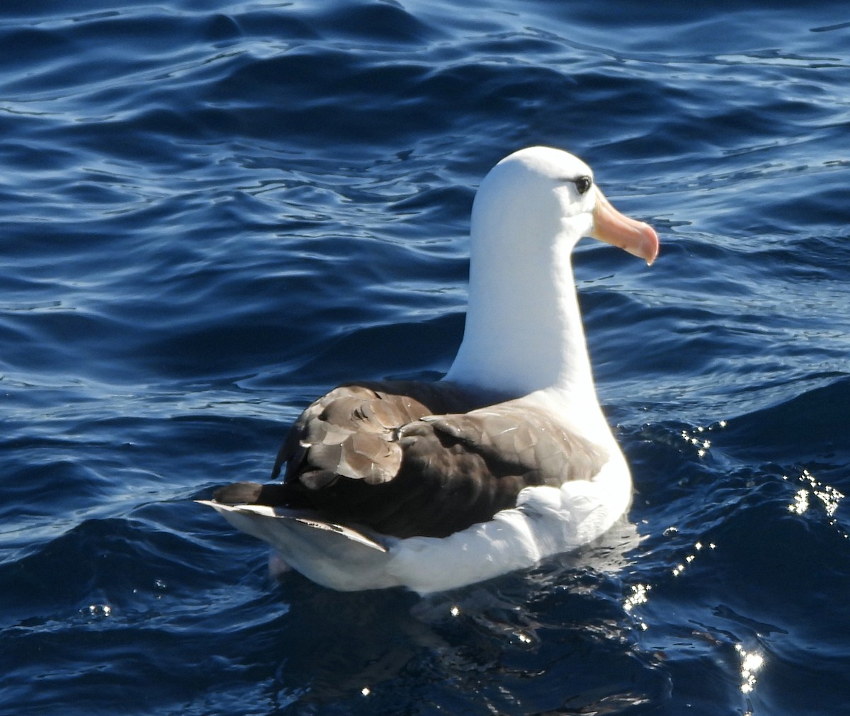 Чернобровый альбатрос (melanophris) - ML619665393