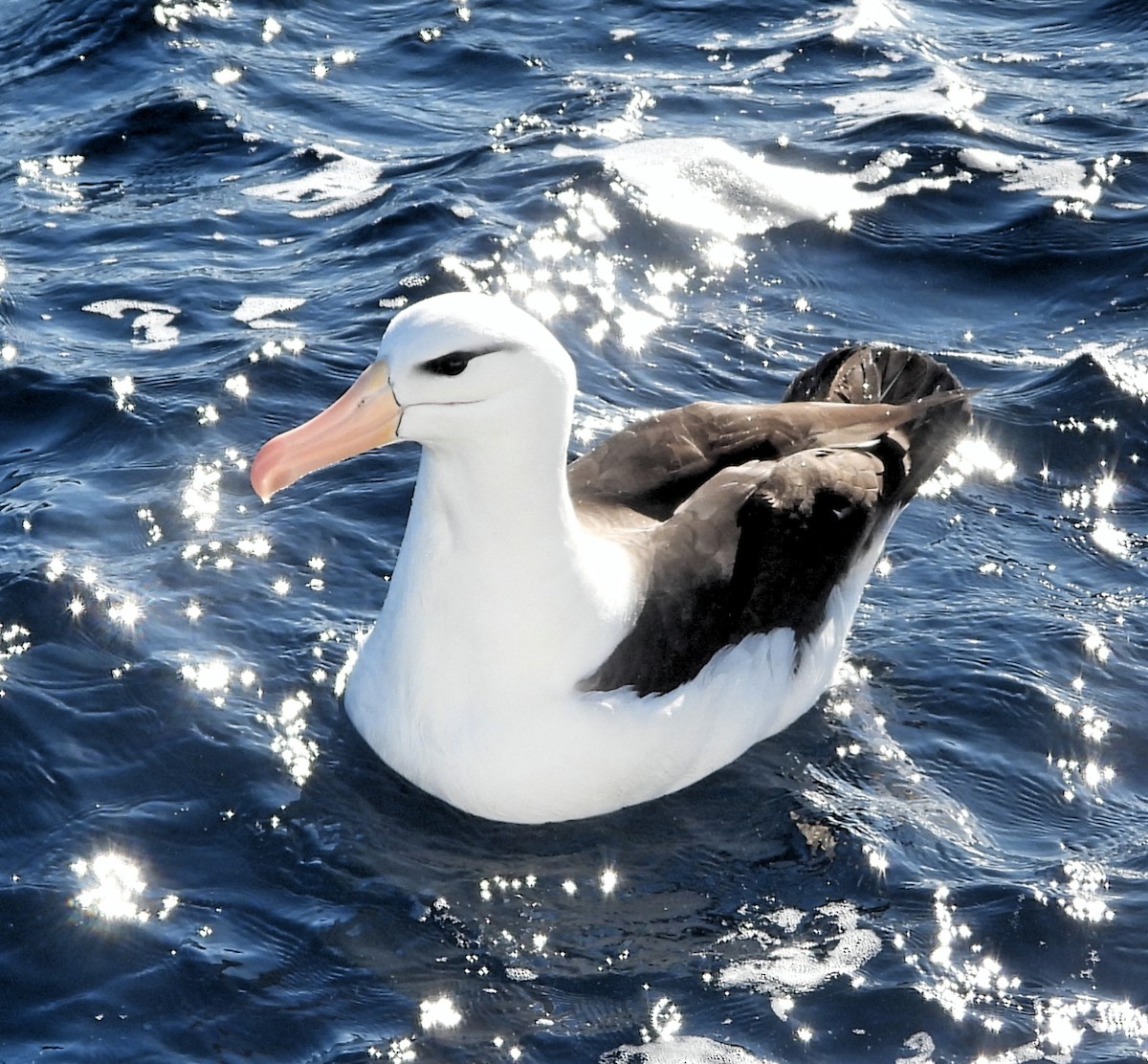 Чернобровый альбатрос (melanophris) - ML619665402