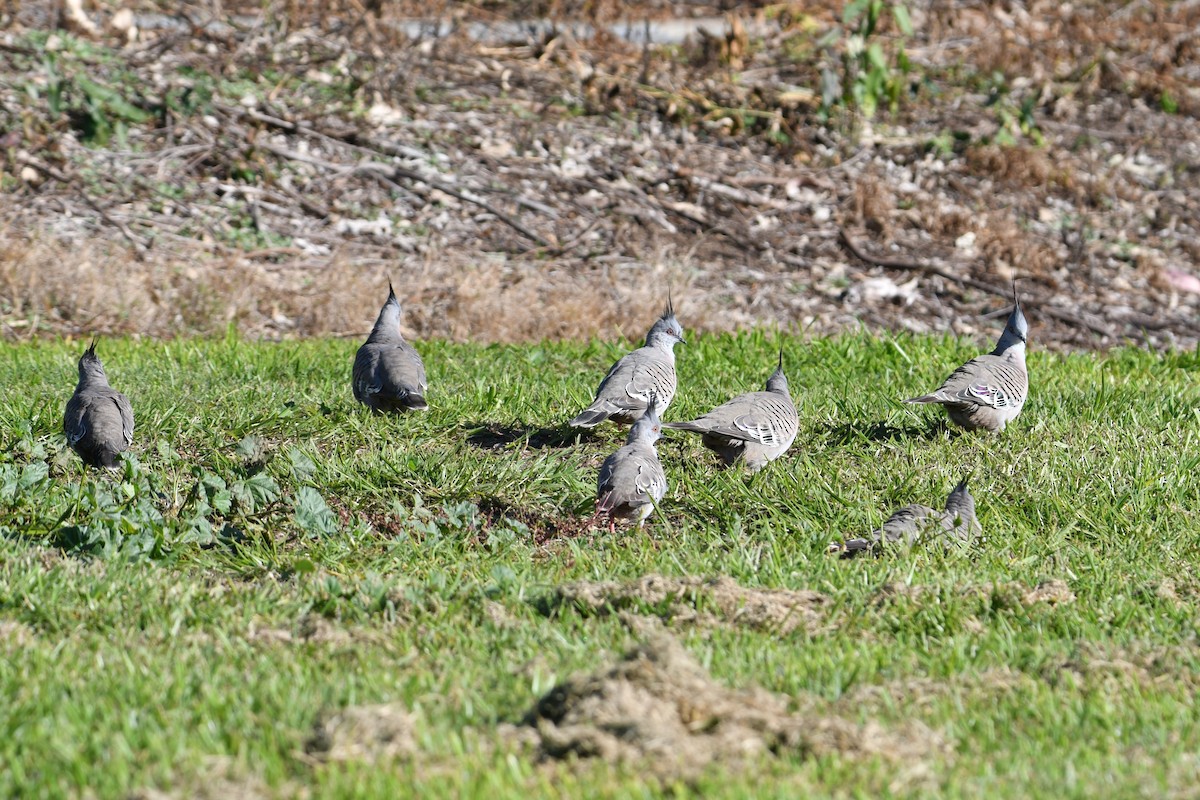Crested Pigeon - ML619665430