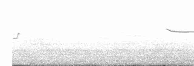 Breitspiegel-Nachtschwalbe - ML619665439