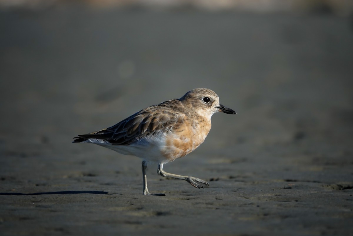 Red-breasted Dotterel - ML619665474