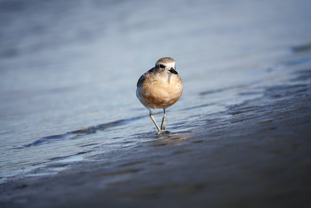 Red-breasted Dotterel - ML619665475