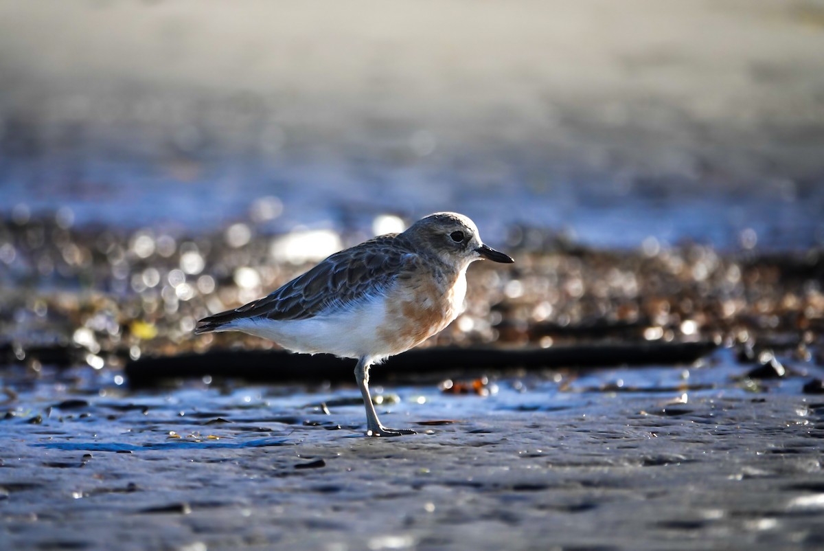Red-breasted Dotterel - ML619665476