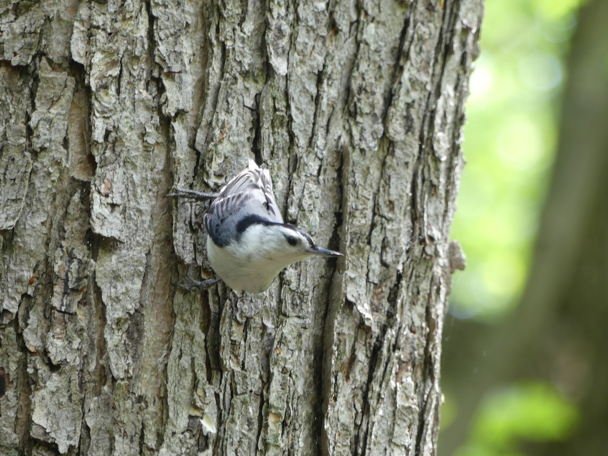 White-breasted Nuthatch - ML619665531