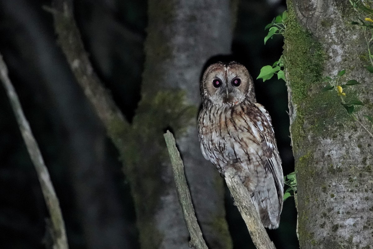 Tawny Owl - ML619665594