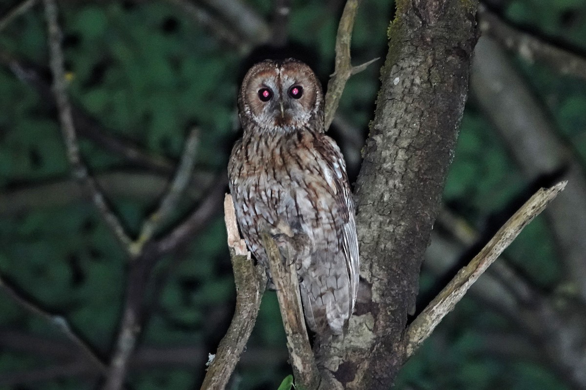 Tawny Owl - ML619665595