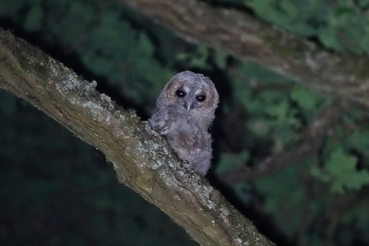 Tawny Owl - ML619665596