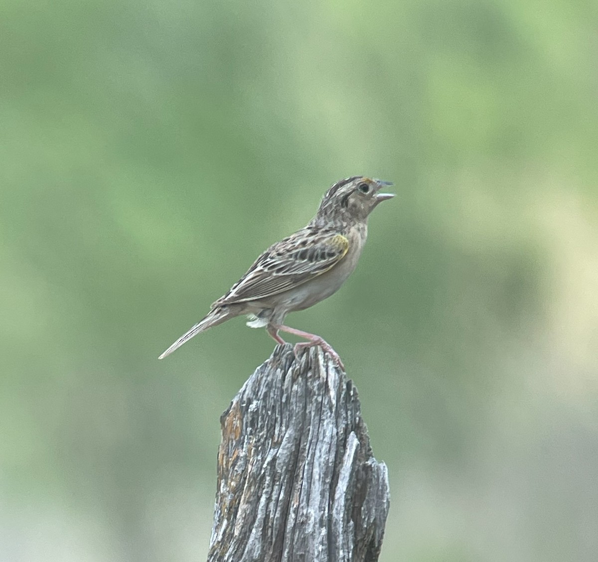 Grasshopper Sparrow - ML619665734