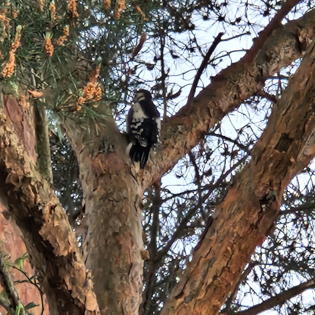 Great Spotted Woodpecker - ML619665749