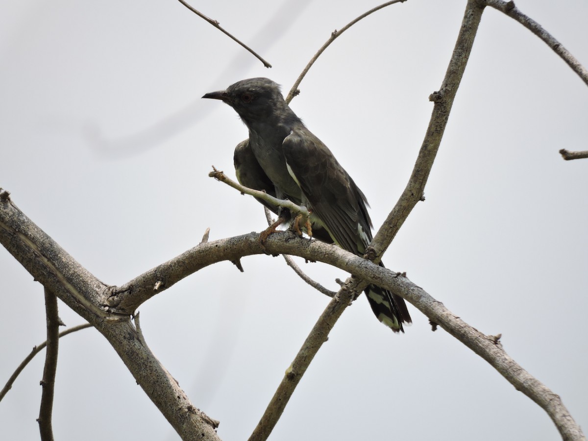 Gray-bellied Cuckoo - ML619665763