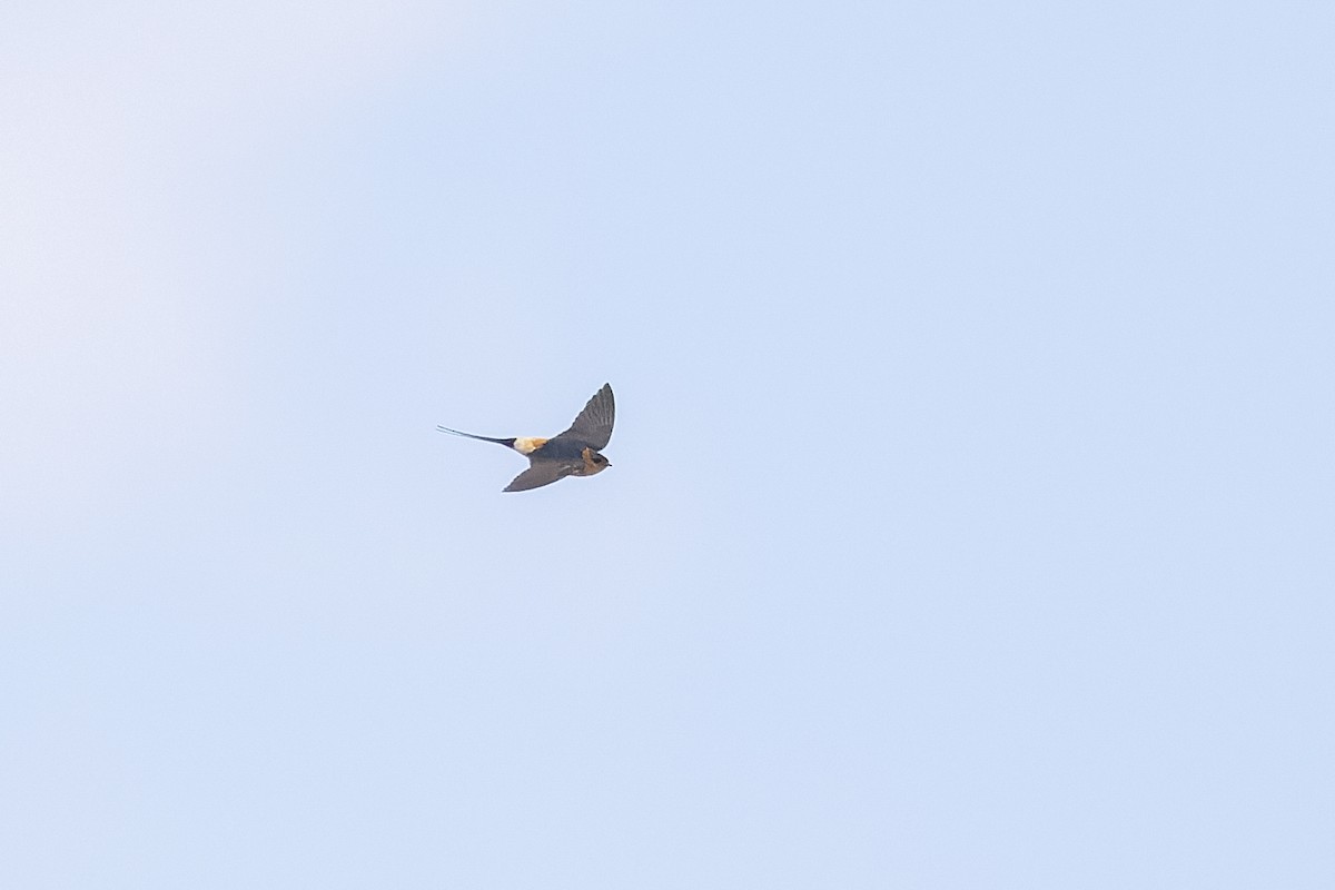 Red-rumped Swallow - ML619665771