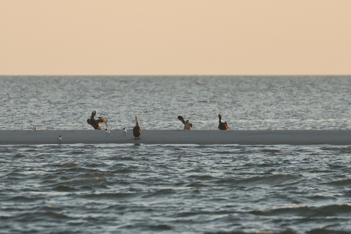 pelikán hnědý - ML619665865