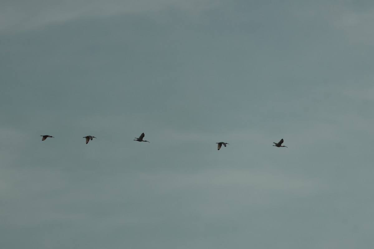 ibis bílý - ML619665866