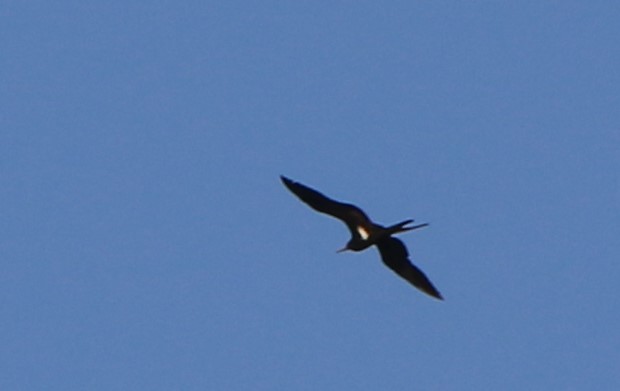 Lesser Frigatebird - ML619665874