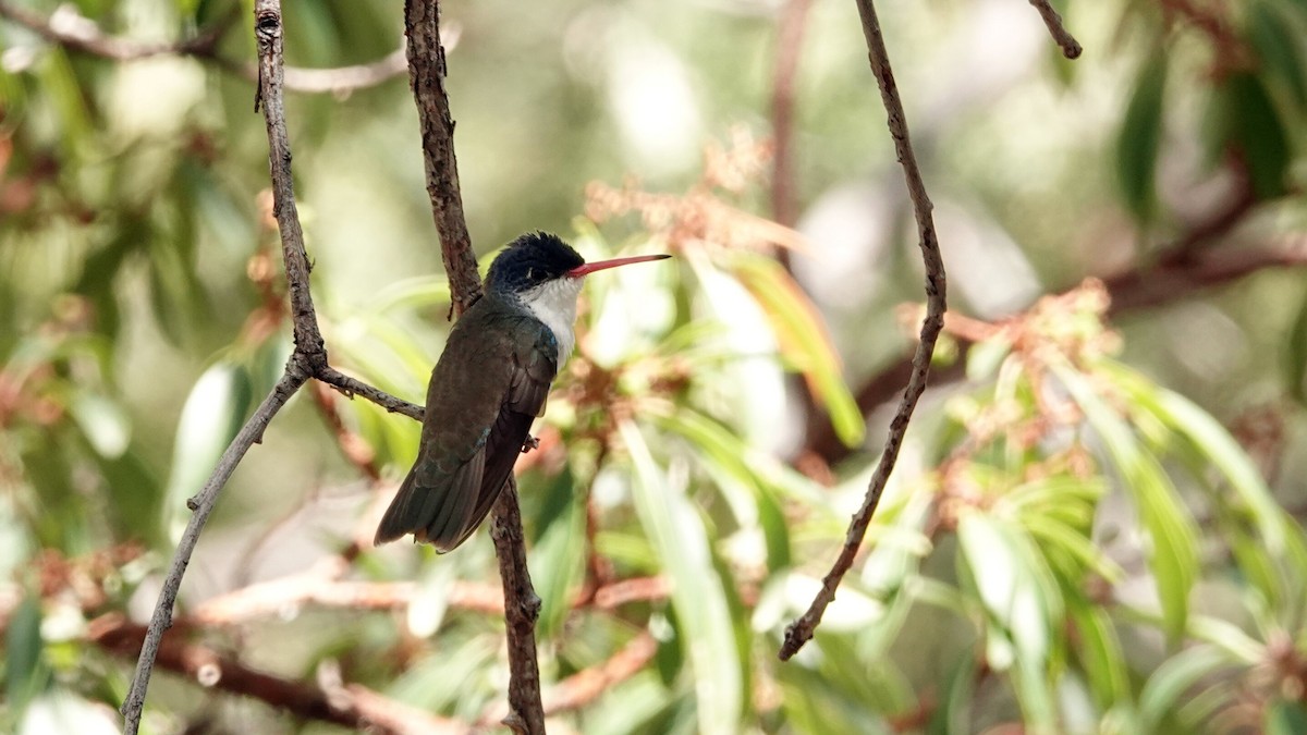 kolibřík fialovokorunkatý - ML619665909