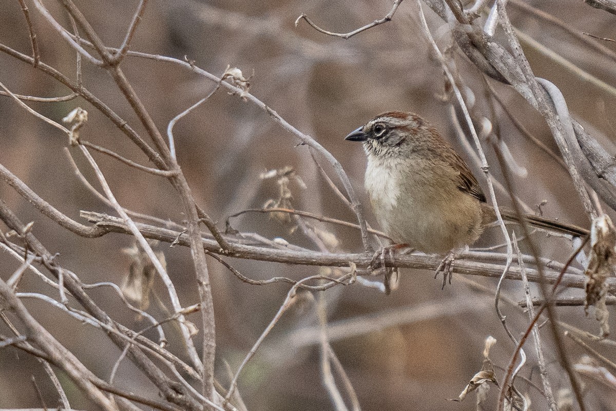 Oaxaca Sparrow - ML619665959