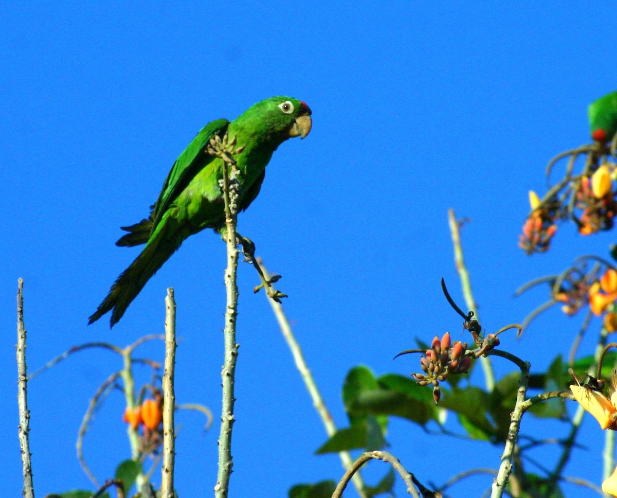 Red-lored Parrot - ML619665974