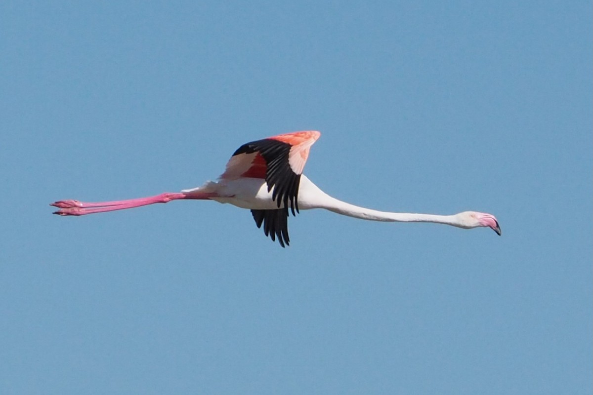 Greater Flamingo - ML619666004