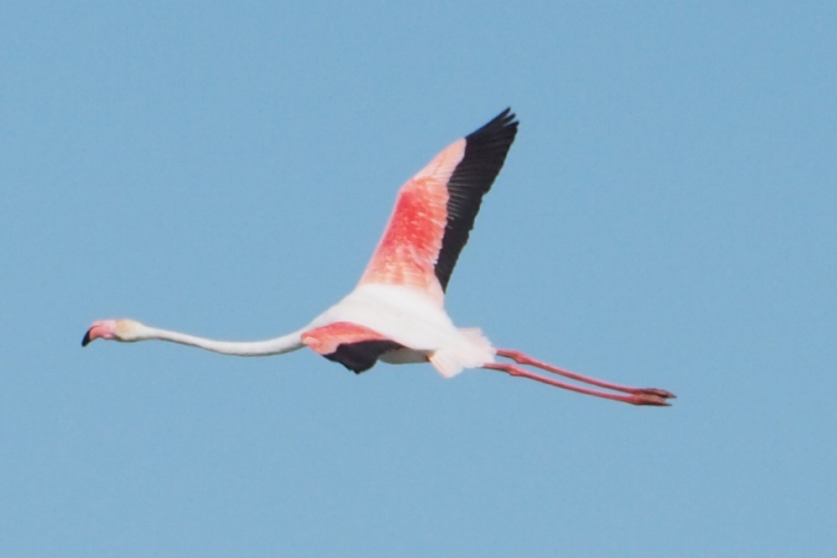 Greater Flamingo - ML619666005
