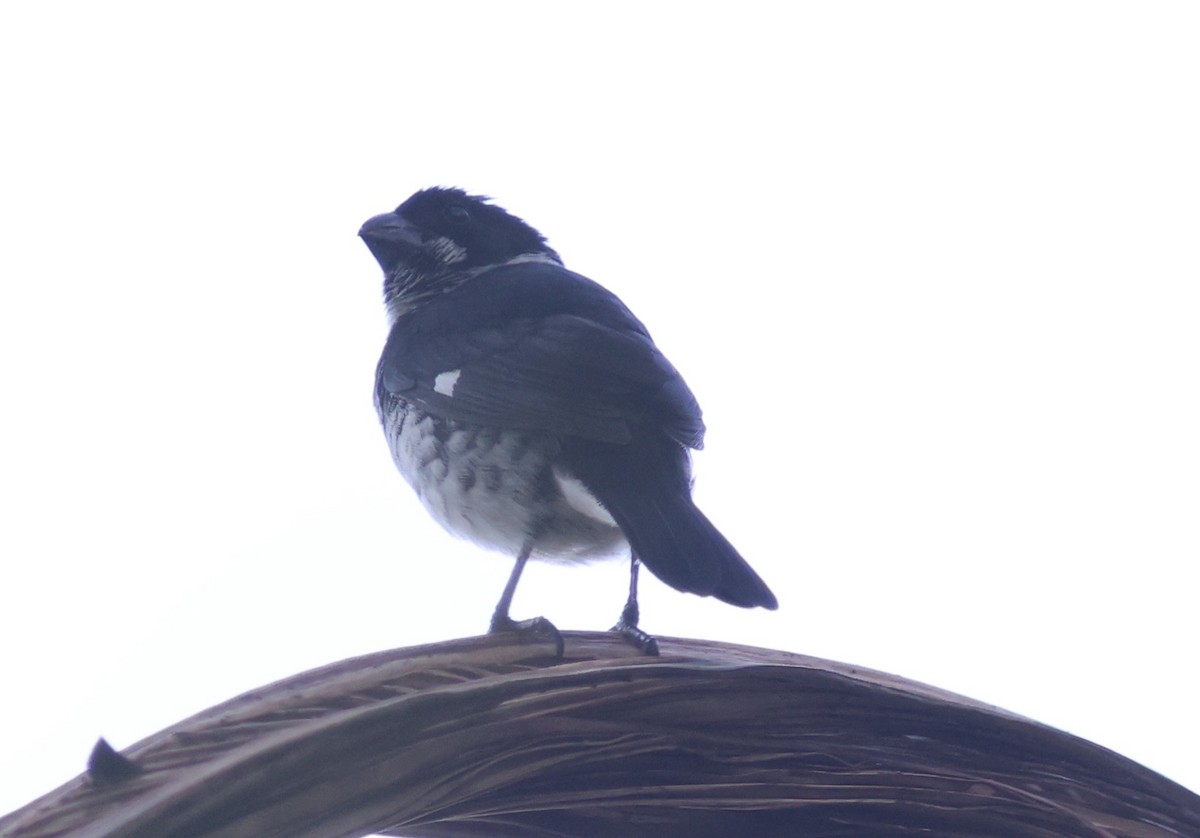 Variable Seedeater - ML619666072