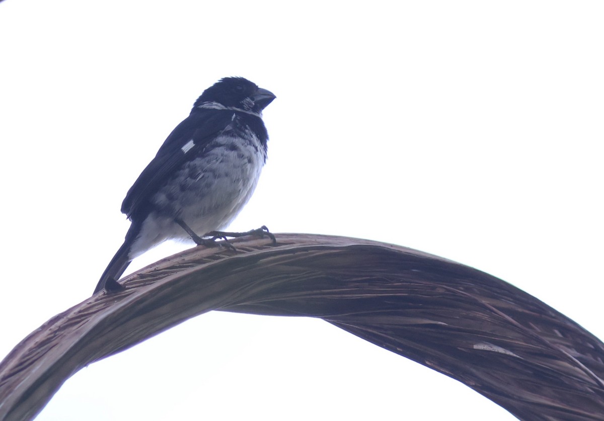 Variable Seedeater - ML619666074