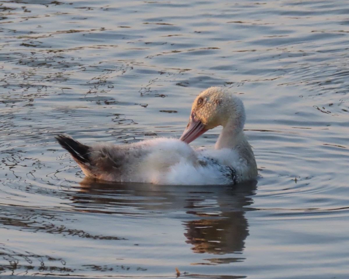 Muscovy Duck (Domestic type) - ML619666155