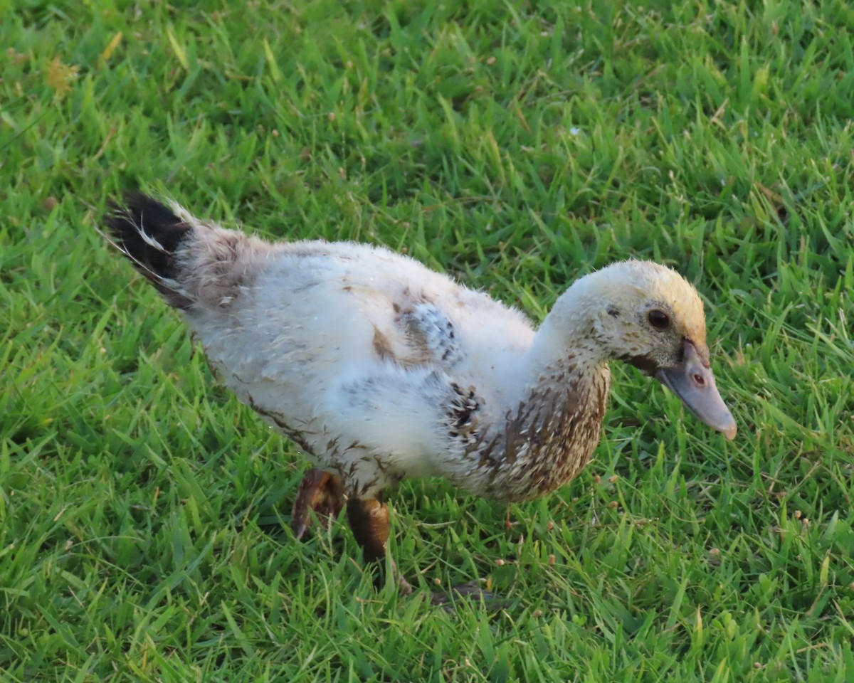 Muscovy Duck (Domestic type) - ML619666168