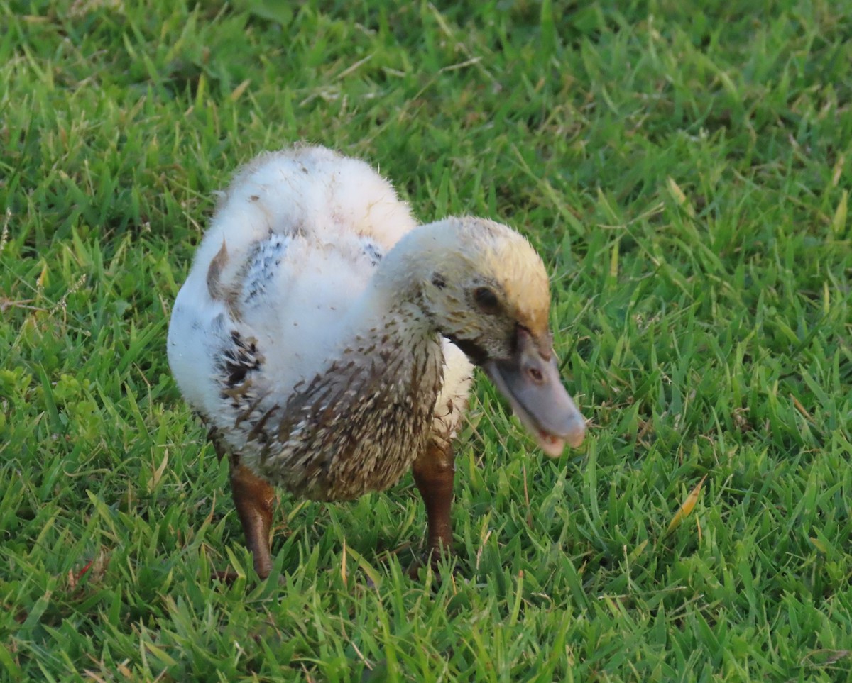 Muscovy Duck (Domestic type) - ML619666170