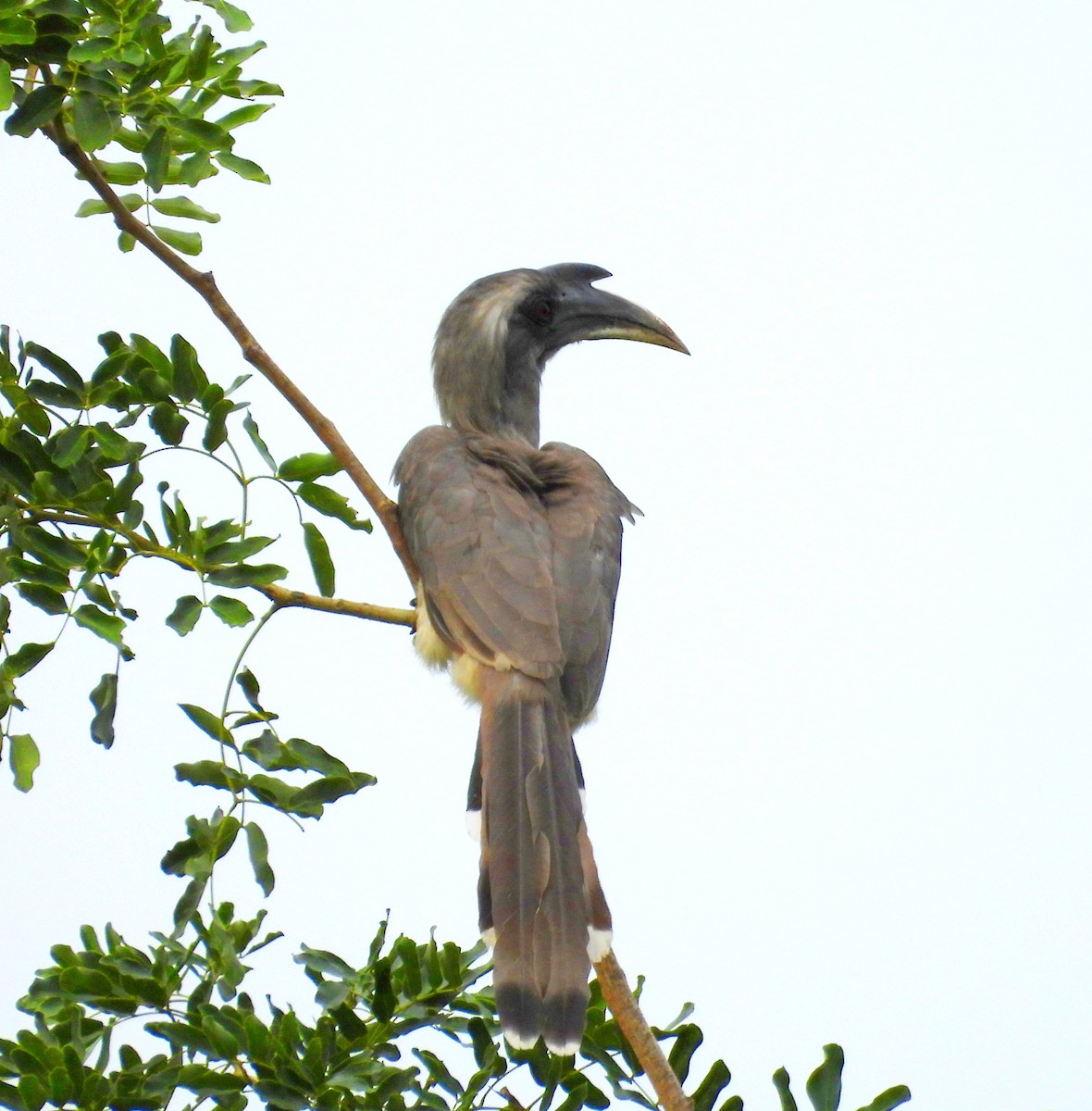 Indian Gray Hornbill - ML619666397