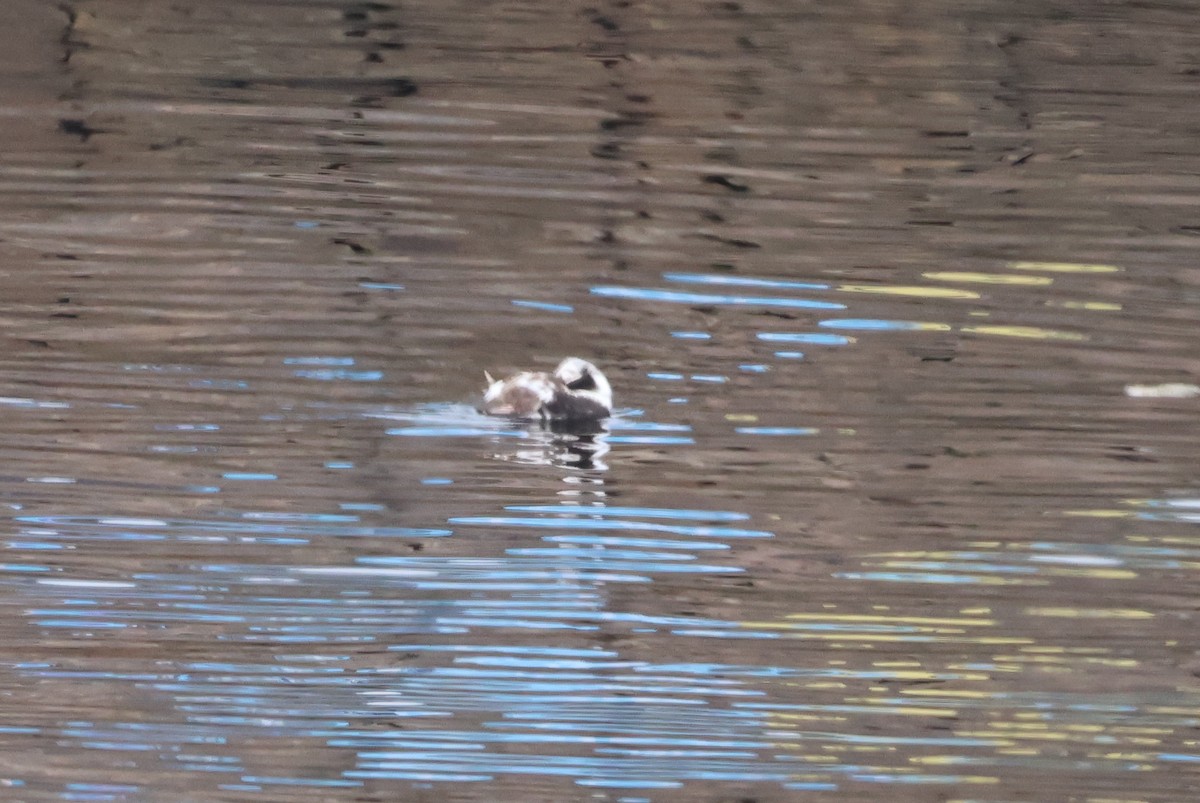 Long-tailed Duck - ML619666400