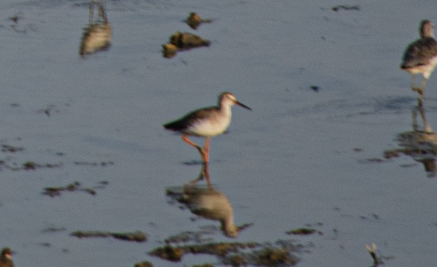 Spotted Redshank - ML619666446