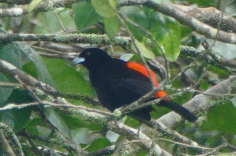 Scarlet-rumped Tanager (Cherrie's) - ML619666450