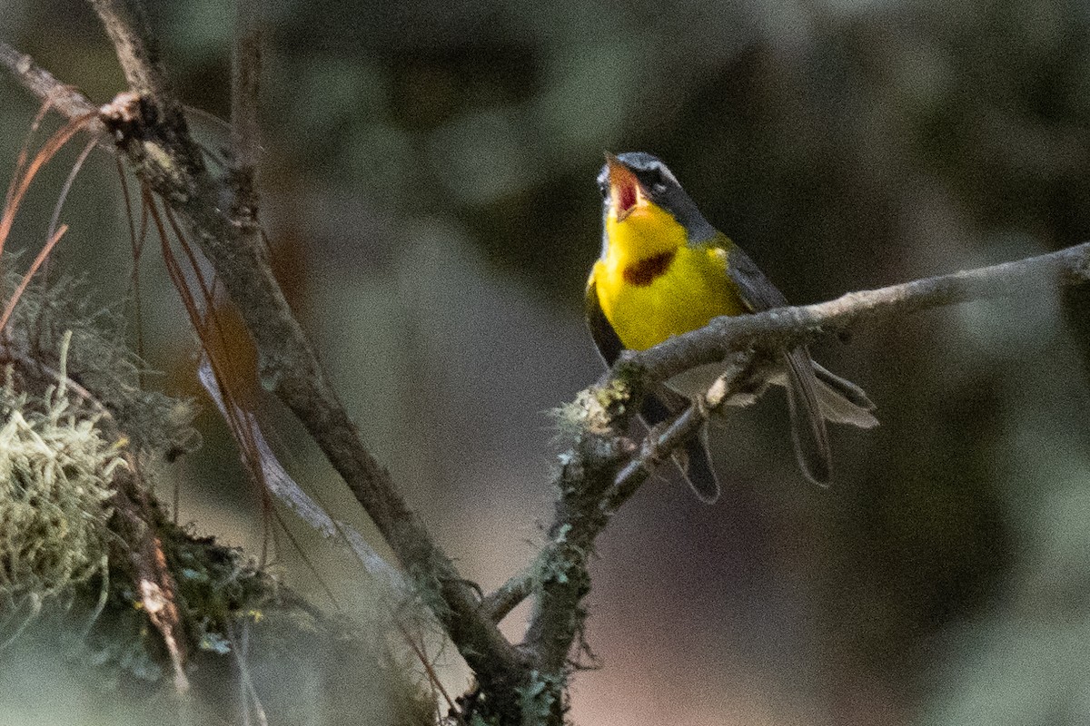 Crescent-chested Warbler - ML619666518