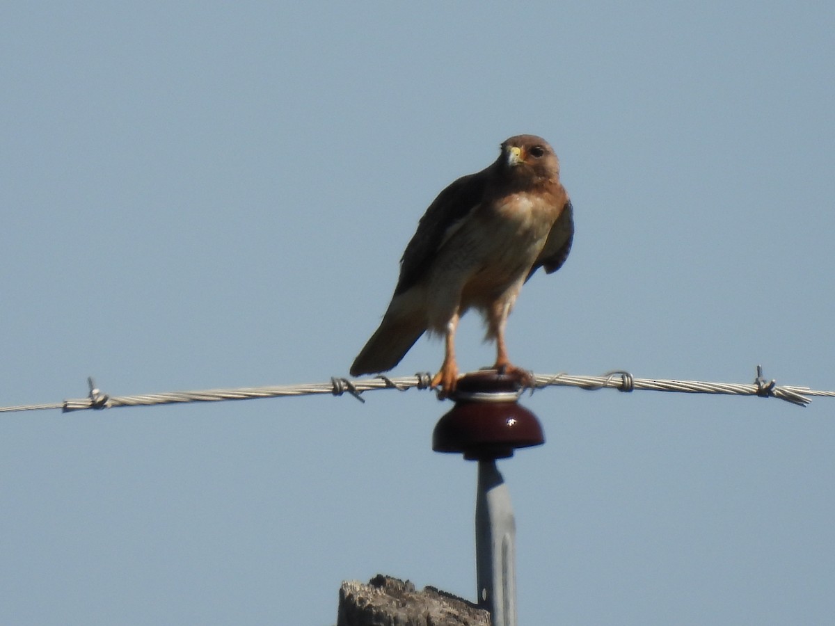 Red-tailed Hawk - ML619666528