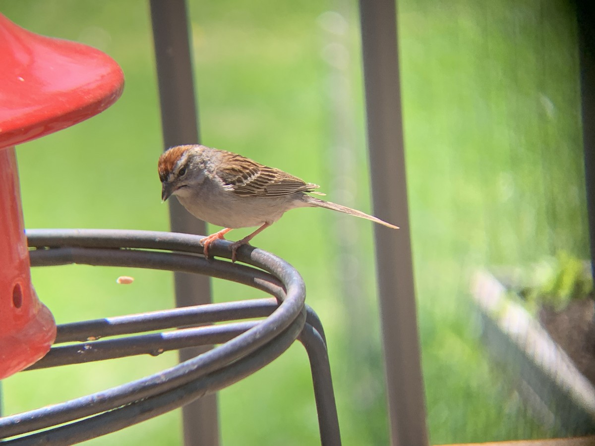 Chipping Sparrow - ML619666569