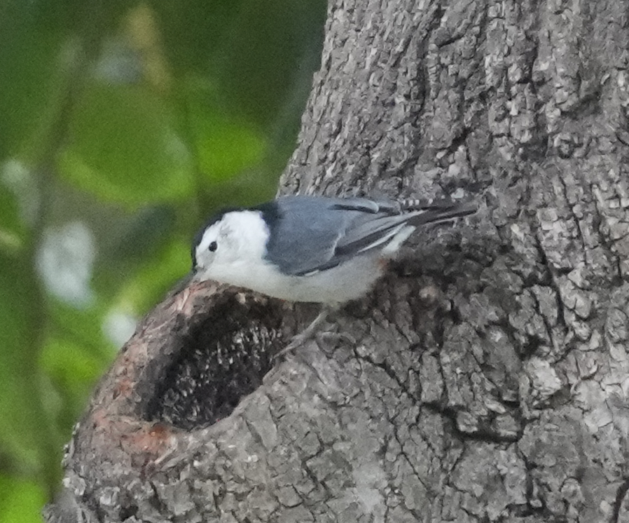 White-breasted Nuthatch - ML619666575