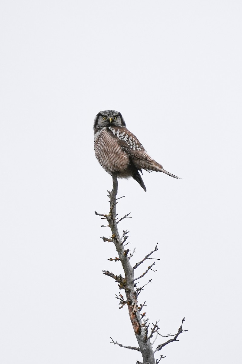 Northern Hawk Owl (American) - ML619666578