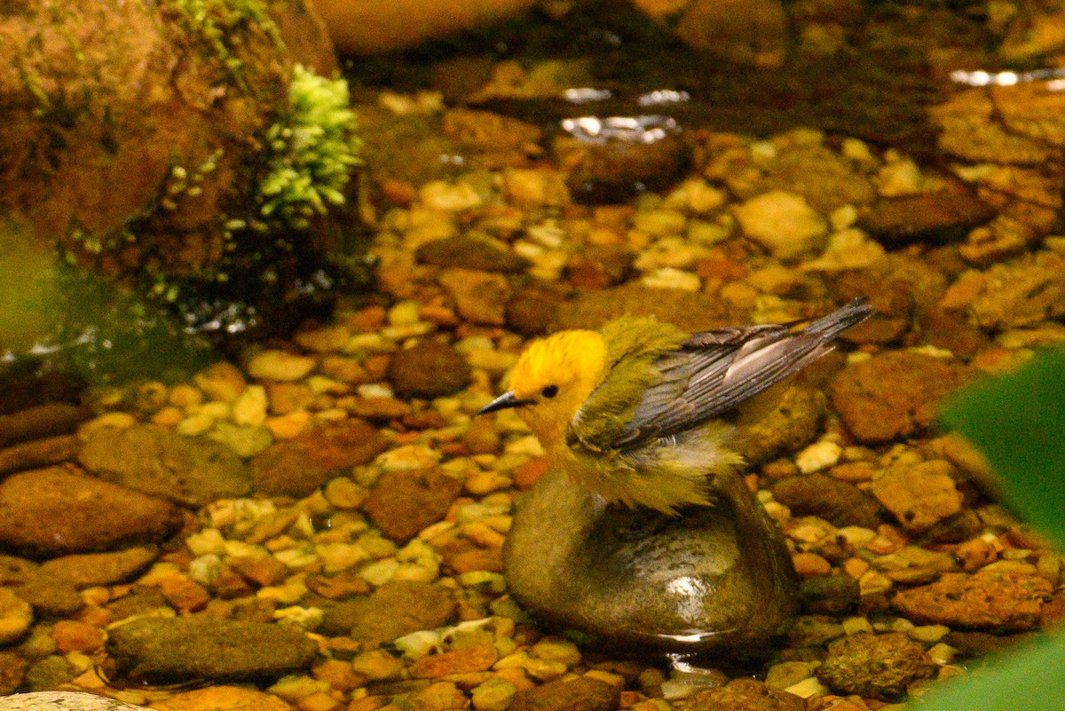 Prothonotary Warbler - ML619666614