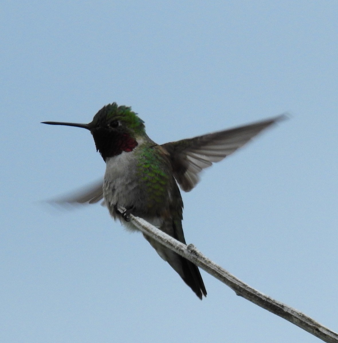 Broad-tailed Hummingbird - ML619666751