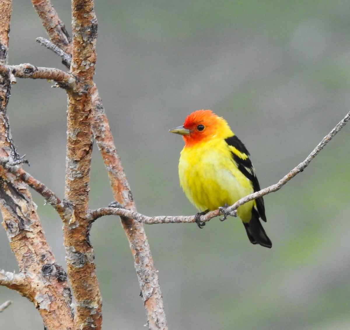 Western Tanager - ML619666783